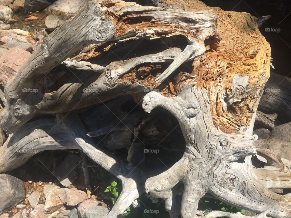 Driftwood, Aspen CO Booth Falls 2016