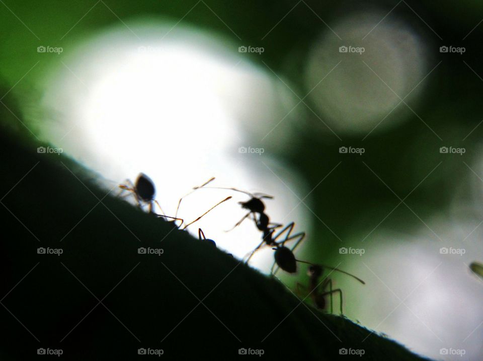 Silhouette of ants at sunset