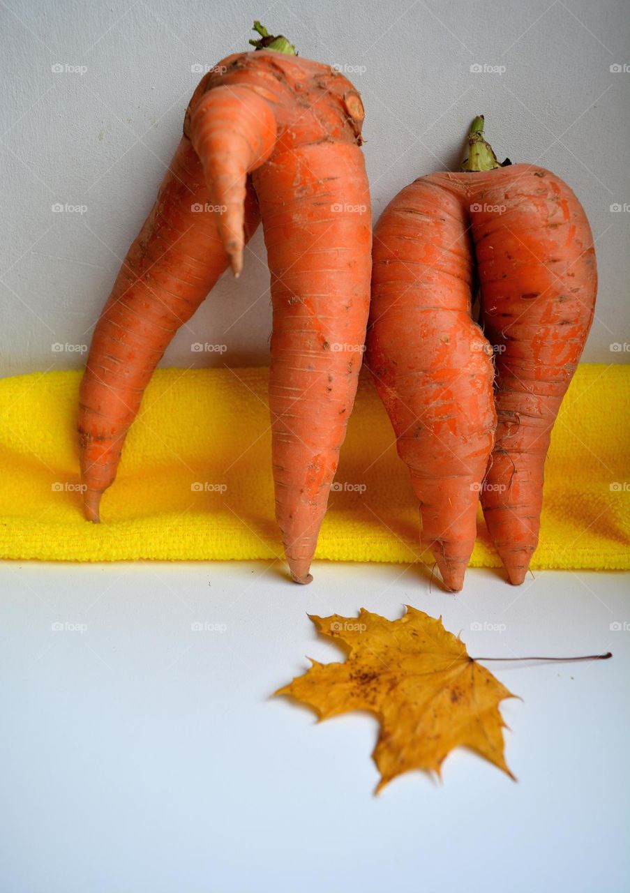 autumn harvest funny carrots and yellow leaf