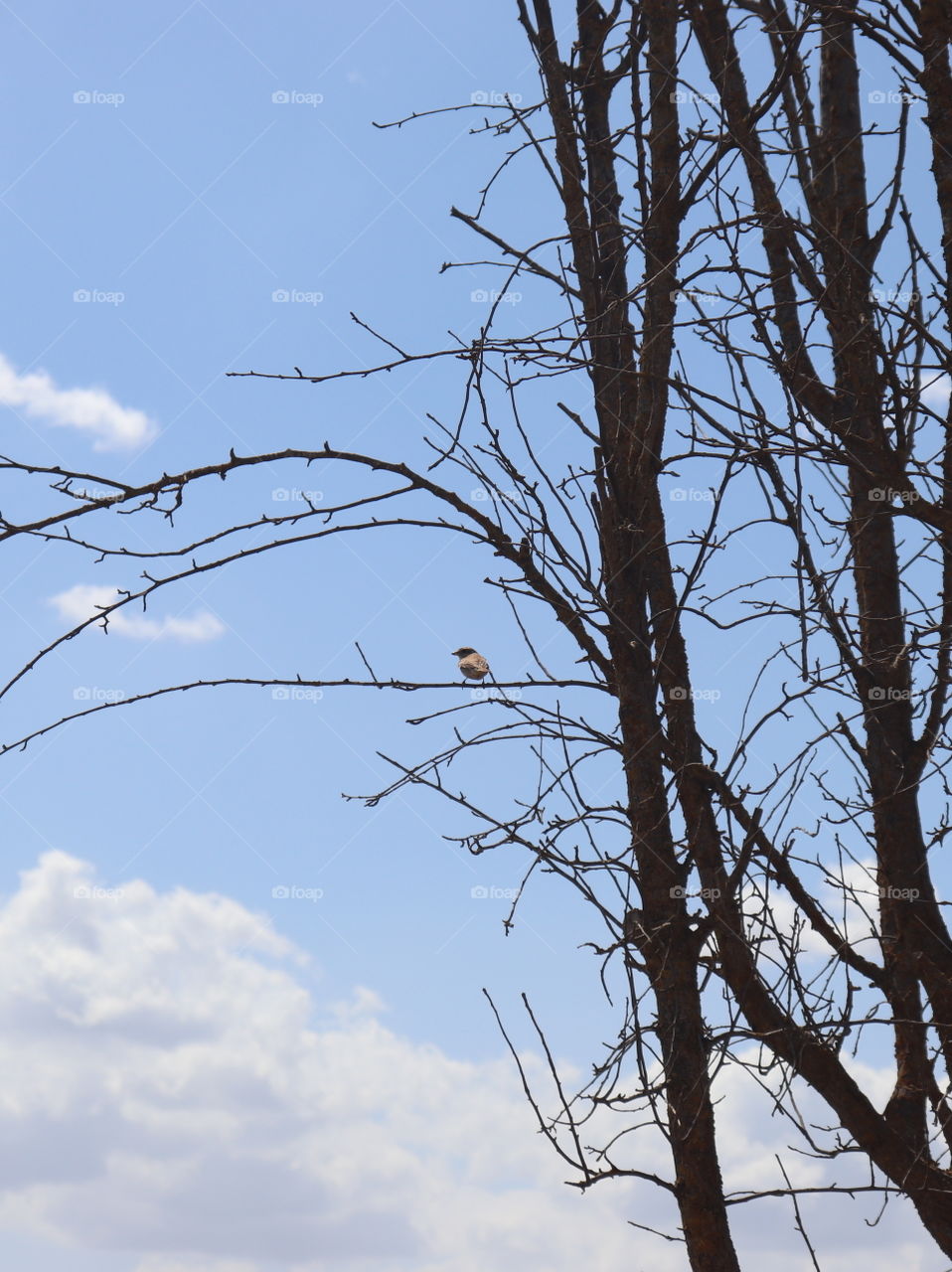 Blue sky with white clouds and trees with branches and a brown bird