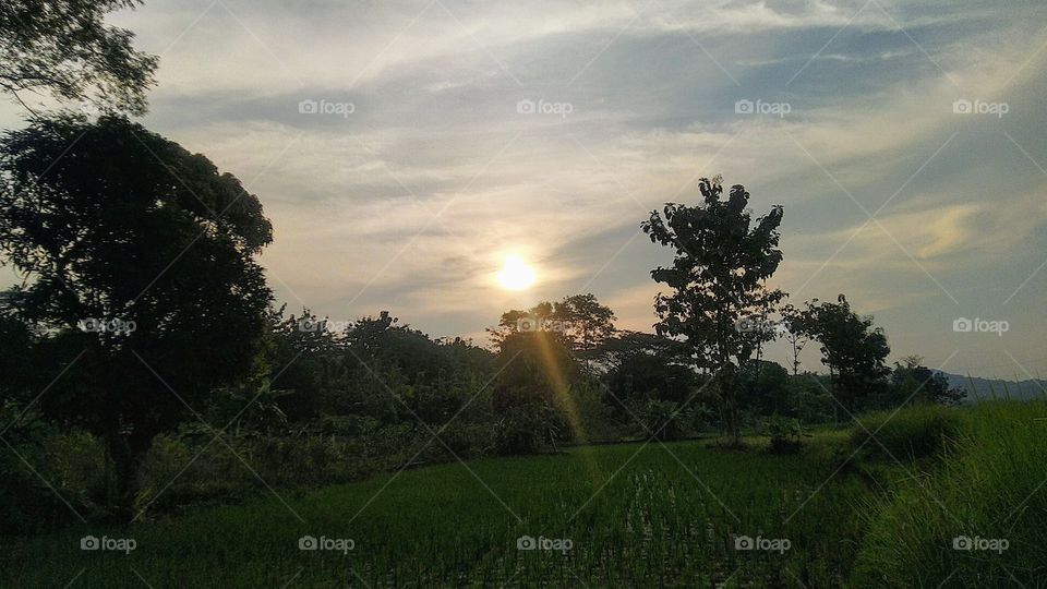 The afternoon sun on the rice fields