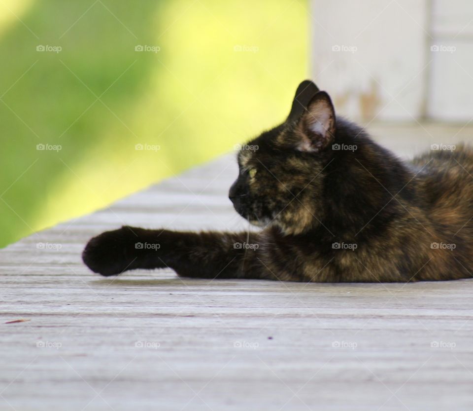 Summer Pets - a tortoise shell cat resting on a wooden porch with a blurred background in the summer