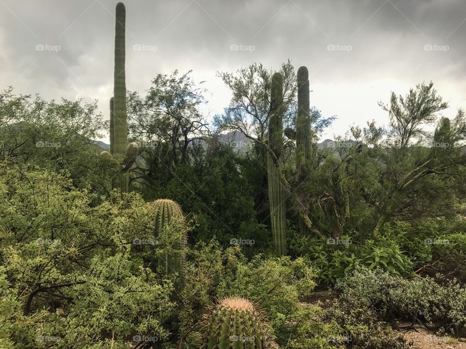 Nature - Sabino Canyon in Tucson, Arizona 