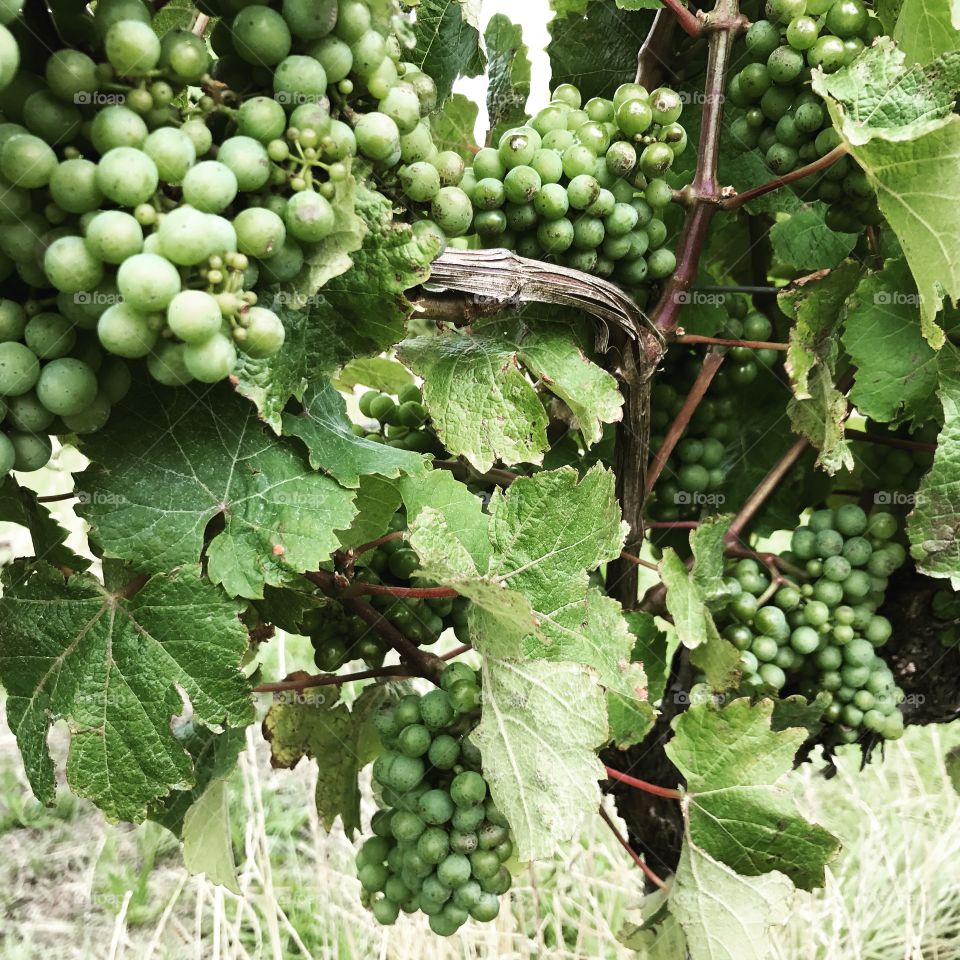 Grapes at the vineyard, New Zealand, January 2017