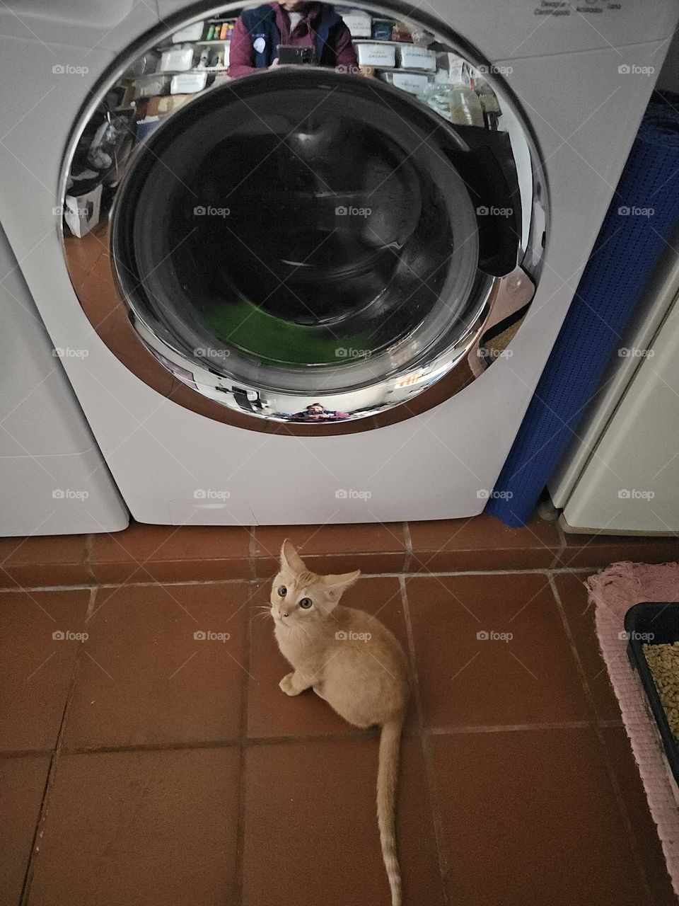 This funny, curious kitten is fascinated with the washing machine and the dryer. He watches as the tumbler turns. It's called cattitude, they say. ha!