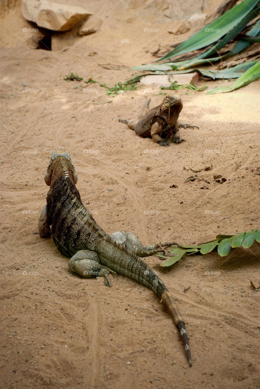 djur animal sand zoo by jbdc