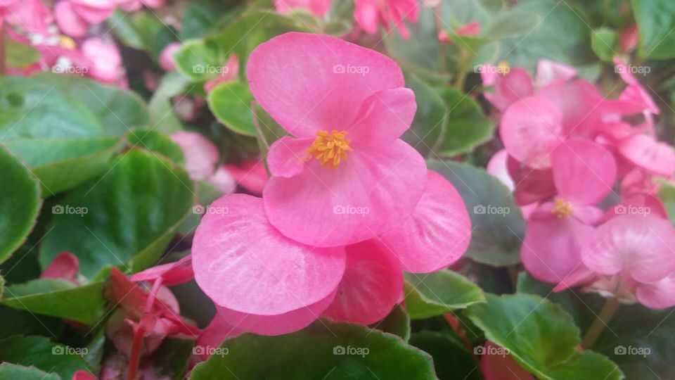 Pink begonia flowers