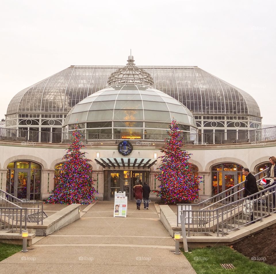 Phipps at Christmas 