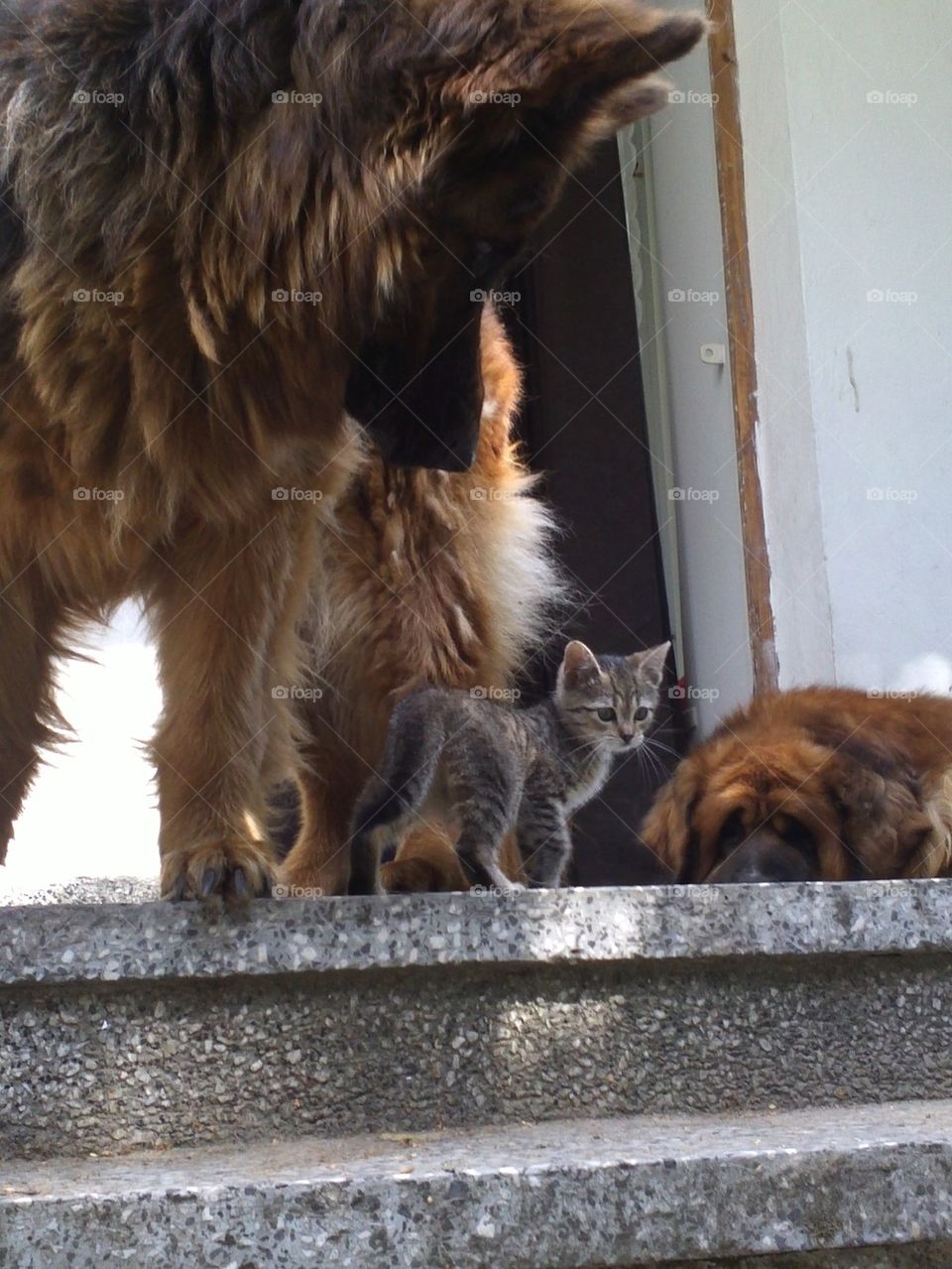 Two dogs and a cat