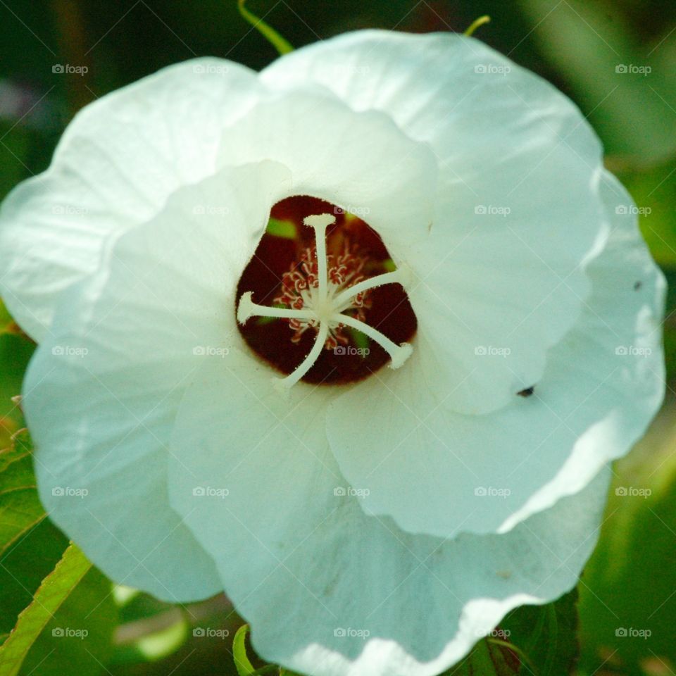 Hibiscus
