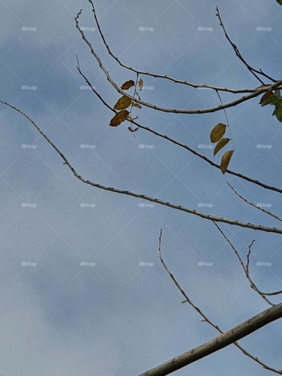 The last leaves of Padauk branch