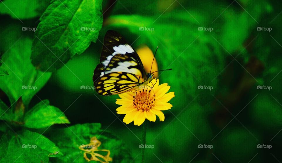 Nature, Butterfly, No Person, Summer, Leaf