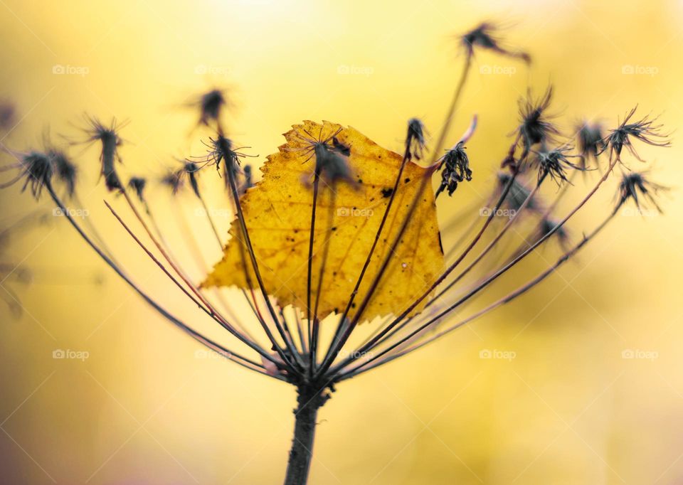 yellow autumn leaf