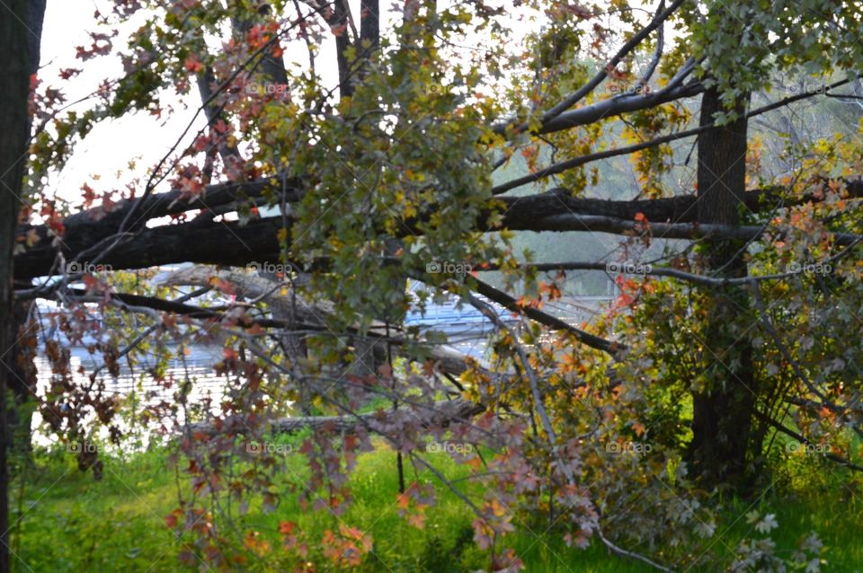 Falling tree on the lakefront 