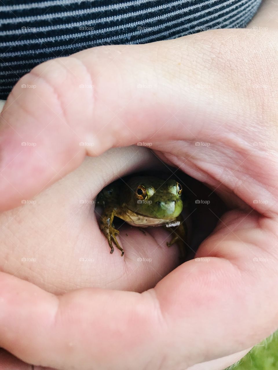 Darling little green slippery frog in young boys hands found while playing outside!!
