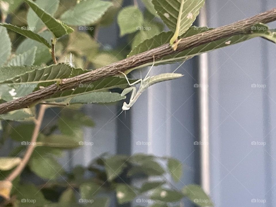A green praying mantis hanging upside down from a tree branch. 