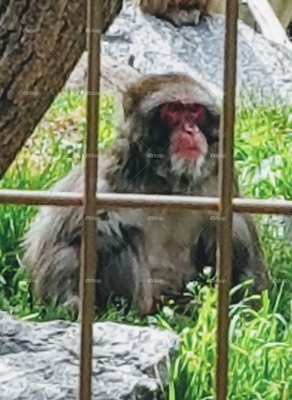 This old primate looks like hes pondering his next escape attempt.
