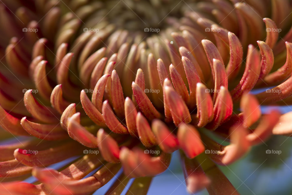 close up of flower bud