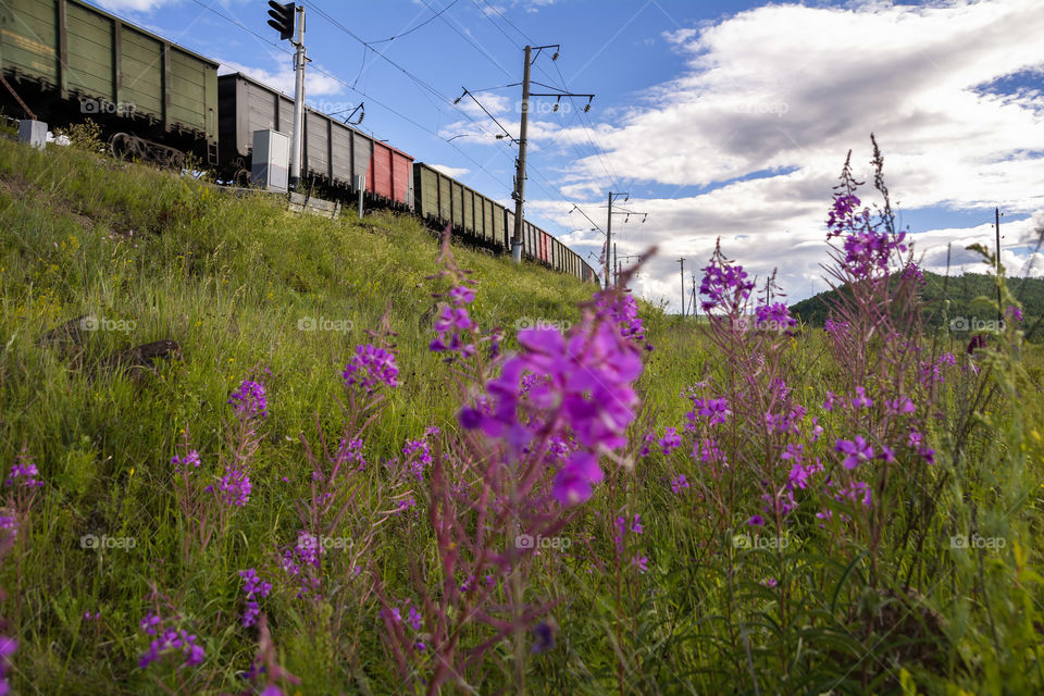 Freight railroad cars in the background of wildflowers