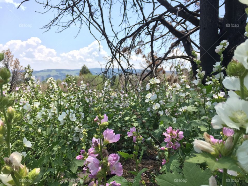 Mountain Hollyhocks. Mountain hollyhock wildflowers in full bloom in pink and white