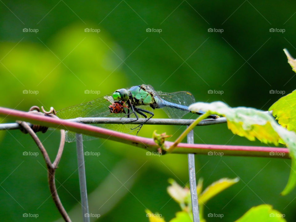 Dragonfly eating