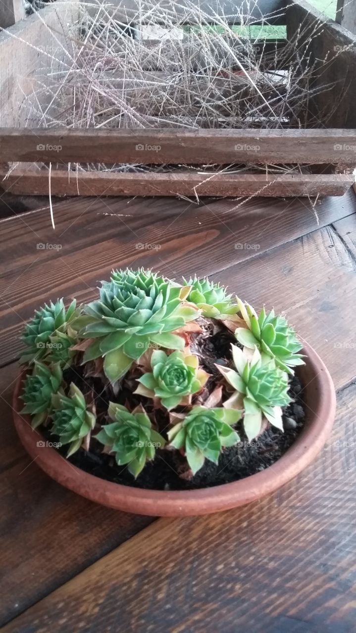 Backyard succulents displayed on a reclaimed wood table in terra cotta plate.