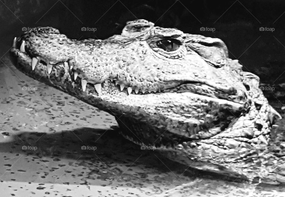 Crocodile b&w