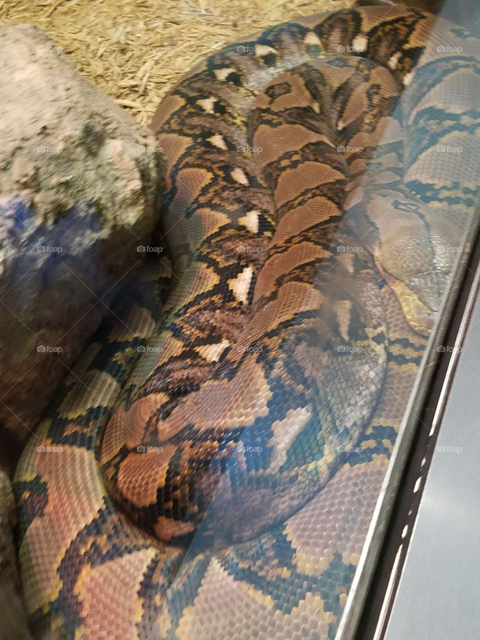 Snake, Reptile, Python, Pattern, Wildlife