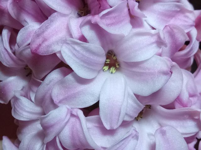Pink flowers