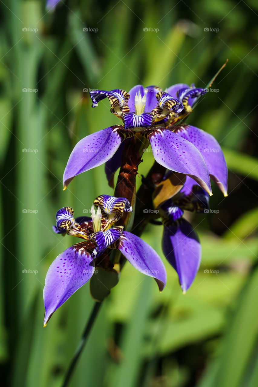 Deep Purple Orchid