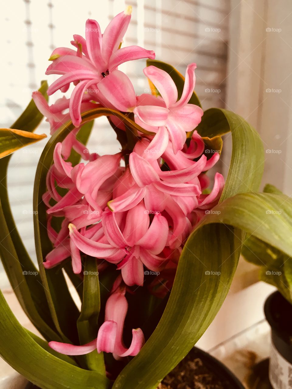 Close-up spring flowers