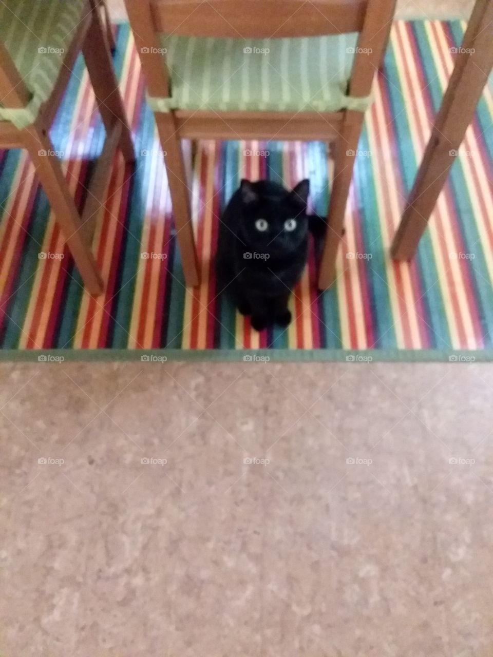 Black Cat on Rainbow Bamboo Rug in the Kitchen