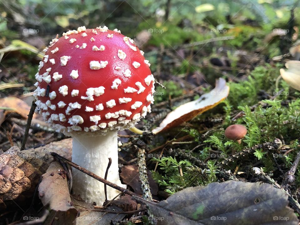 Fly agaric