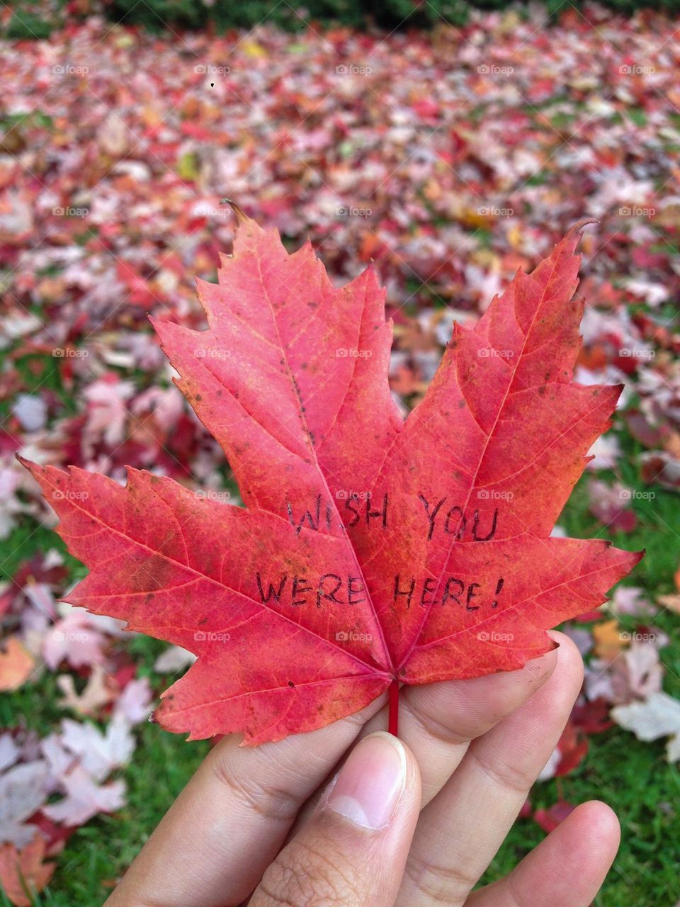 I wish you were here !