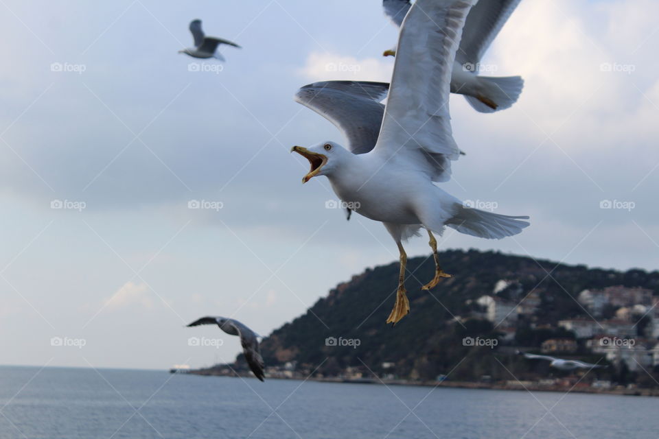Loud Seegulls on the see!