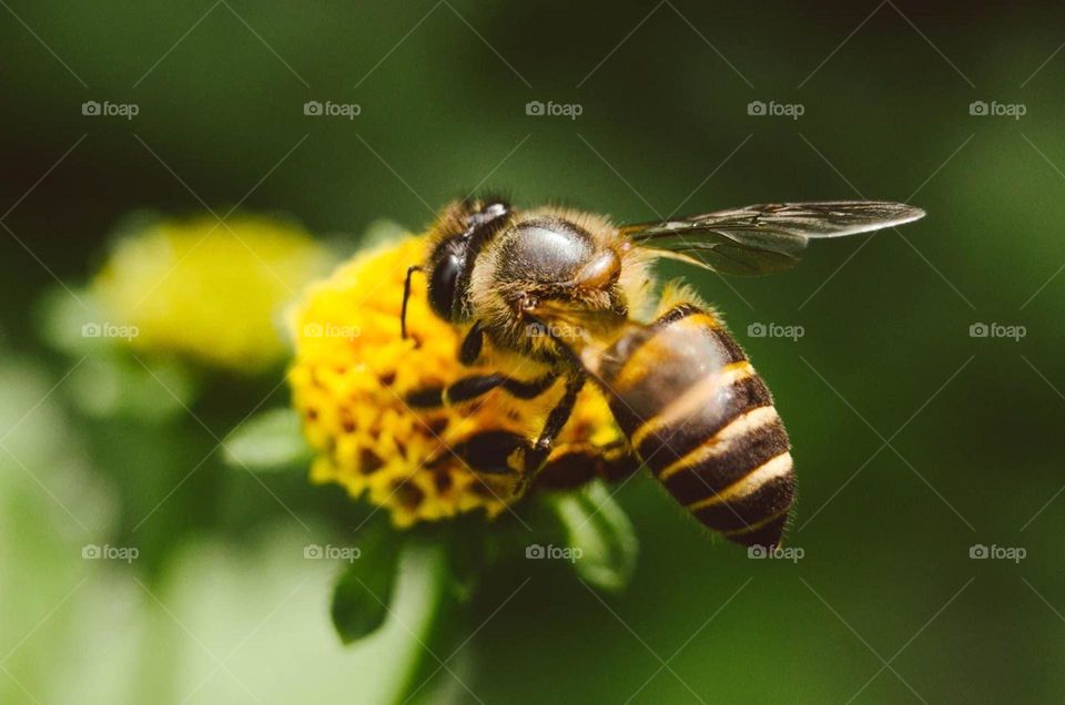 Macro shot of a bee in a flower.