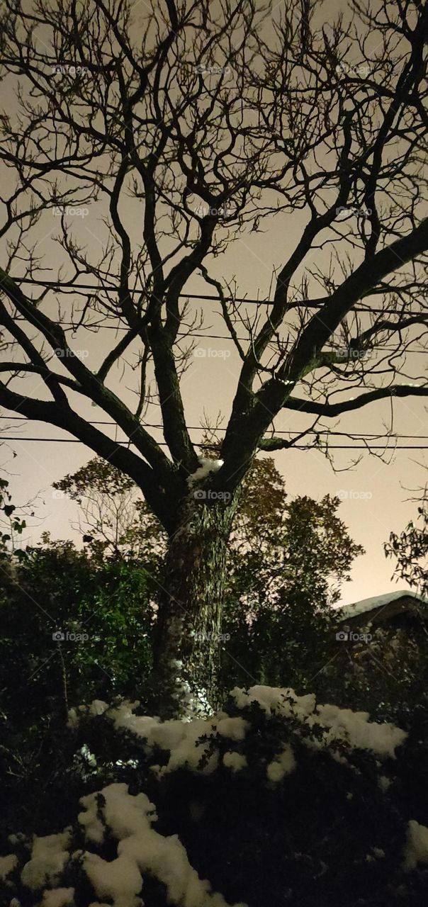 Frozen Tree /Bright Night