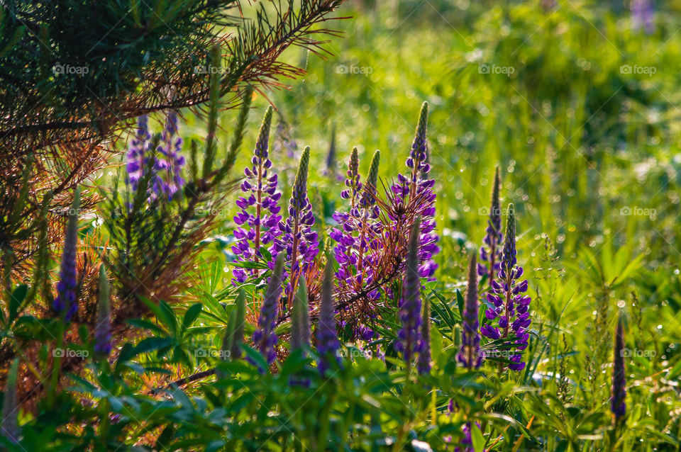 Lupine season