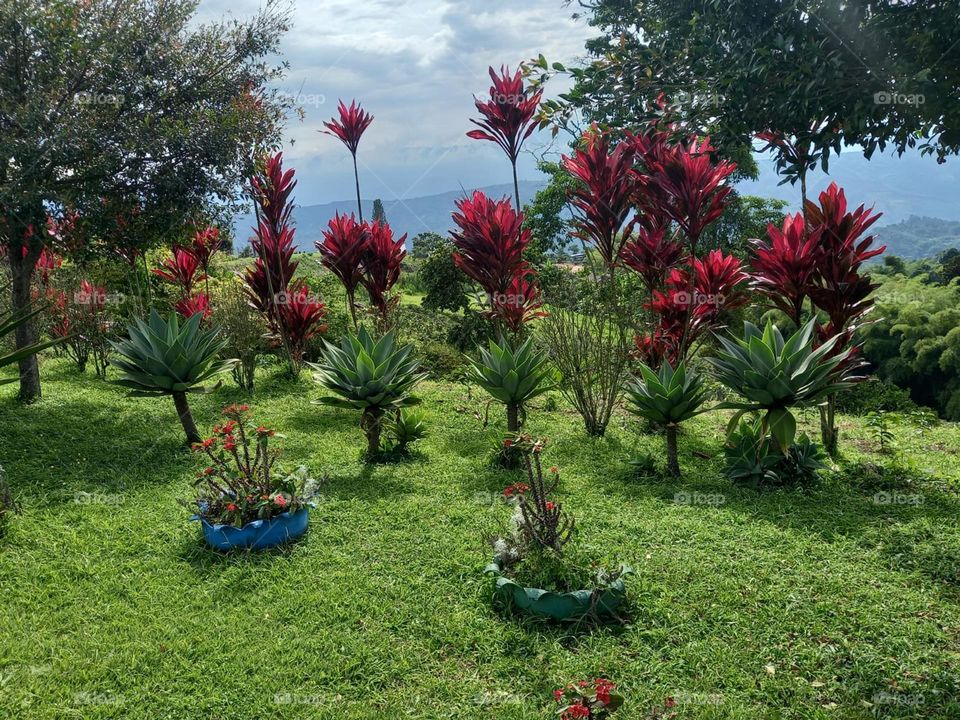 red and green plants