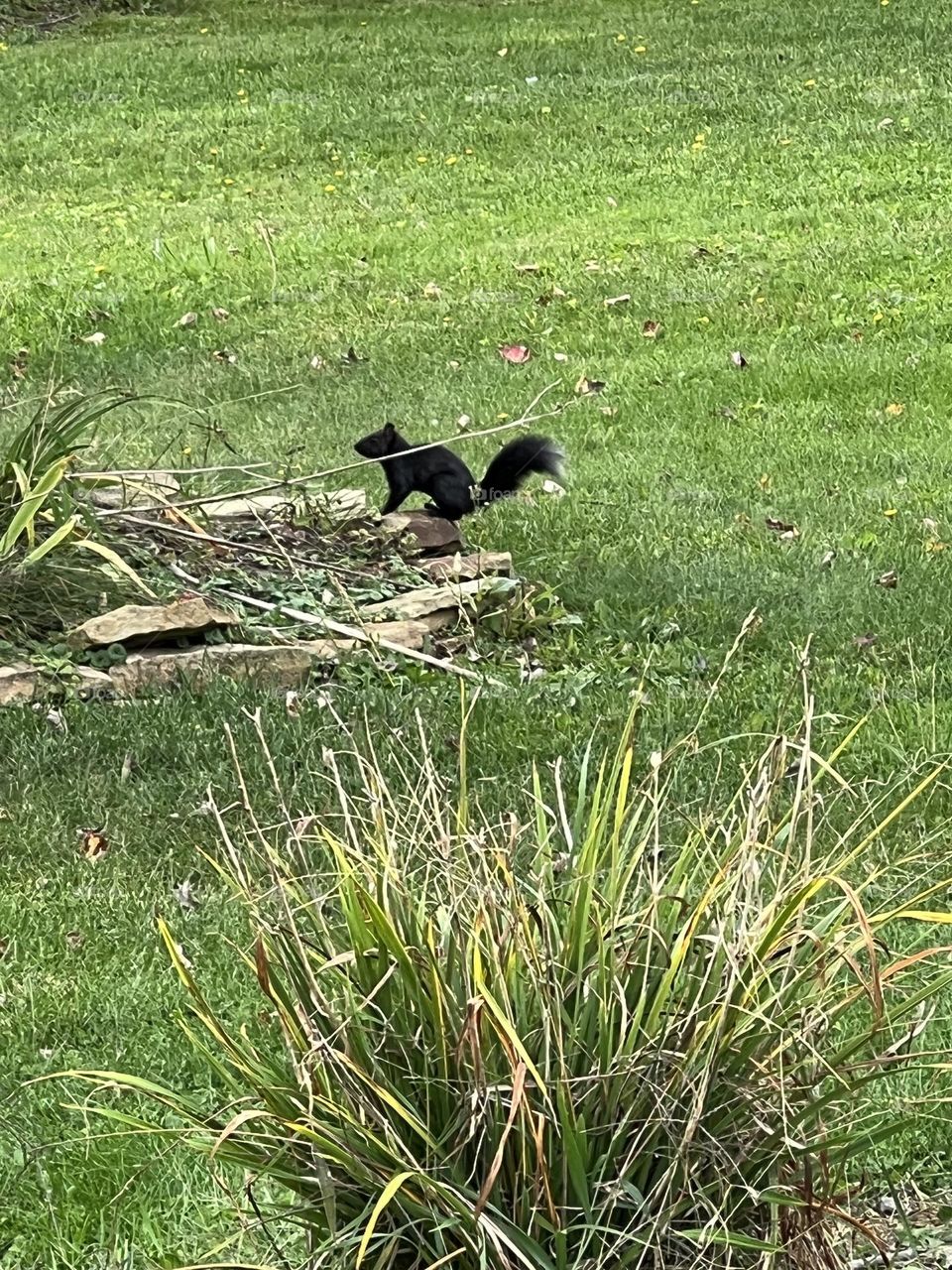 Black squirrel 