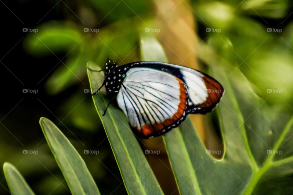 White and orange butterfly 