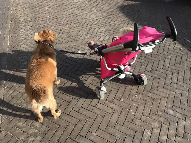 When baby's turn into toddlers and wish to walk alone.. just let them! :-)