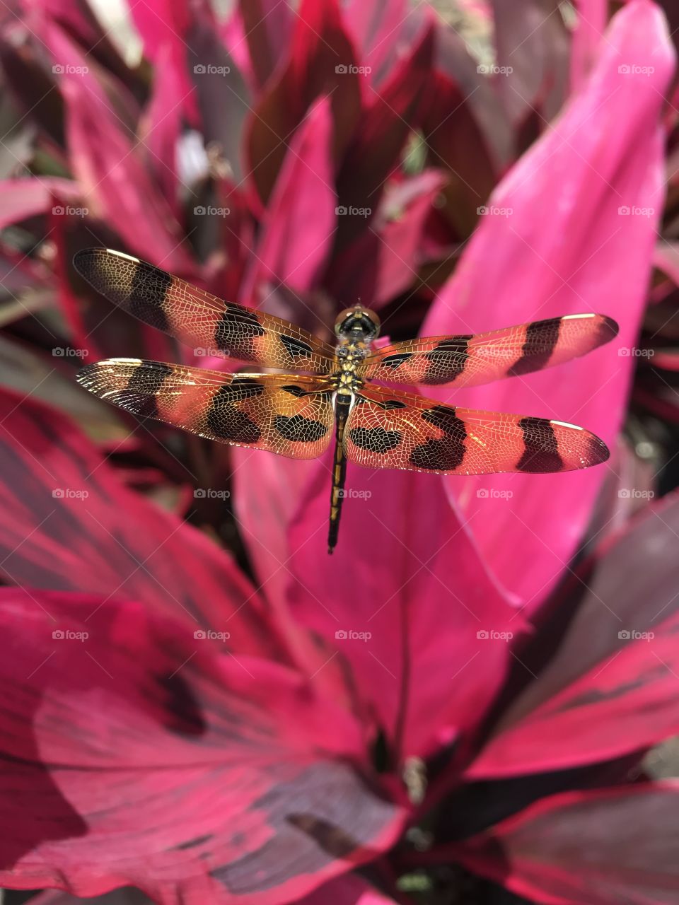 A dragonfly at a plant nursery in Florida 