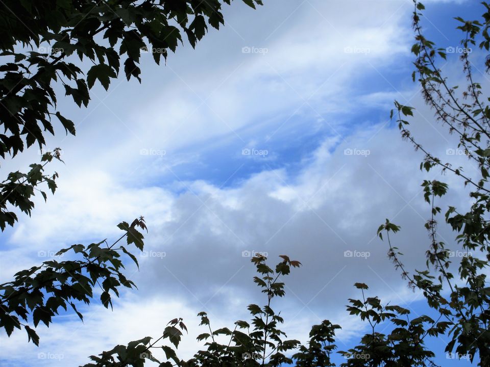 clouds framed by leaves
