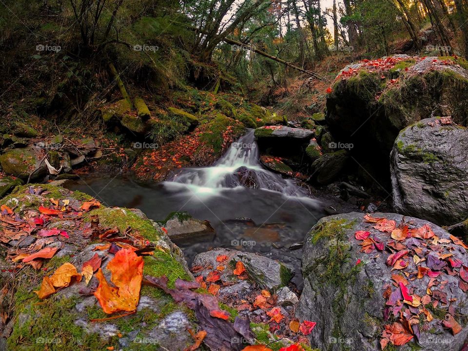 Flowing water and maple leaves in the valley