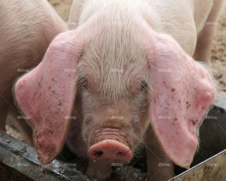 Head of a piglet