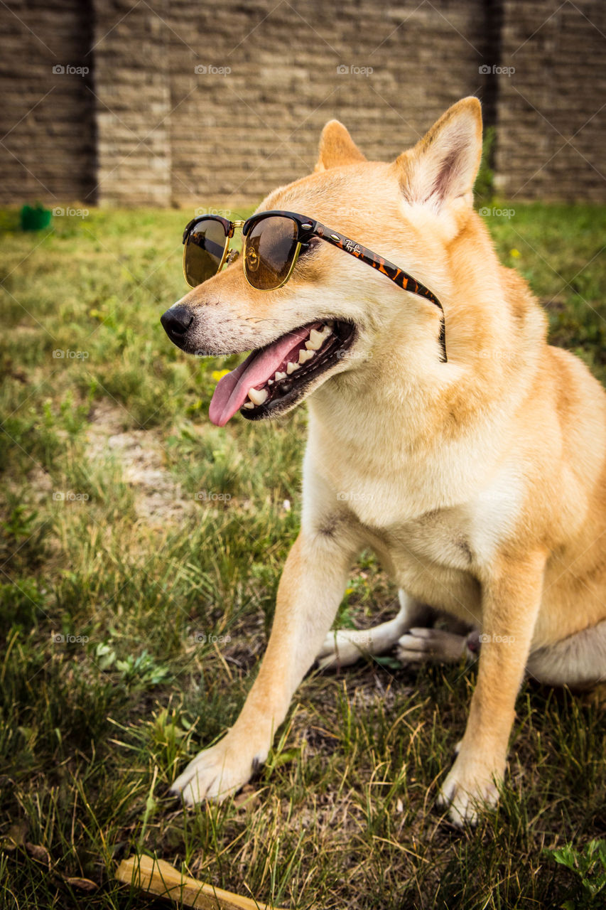 Dog wearing sunglasses sitting on grass