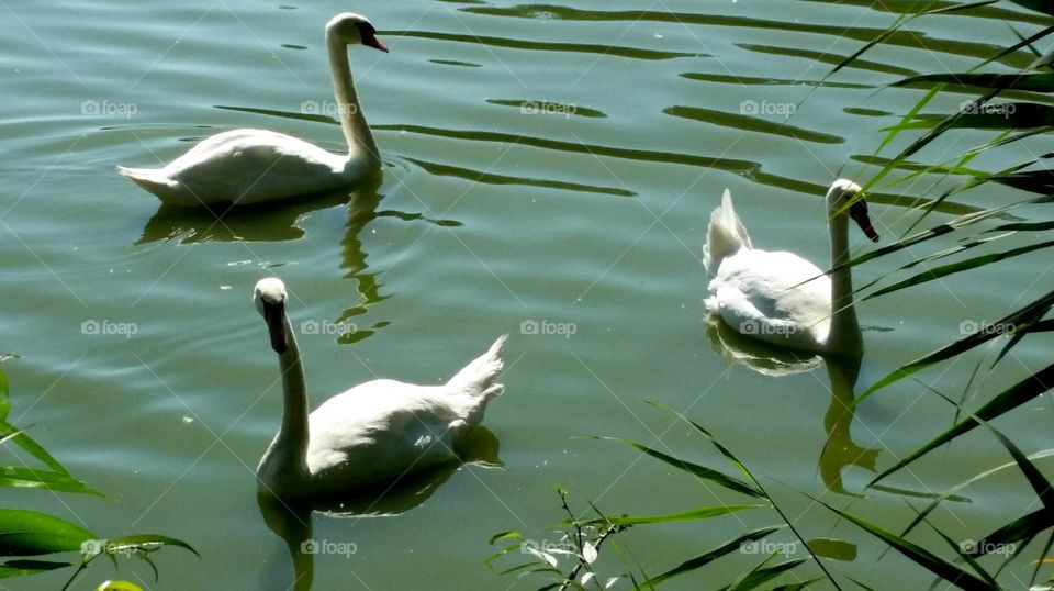 3 awesome swans in the pond