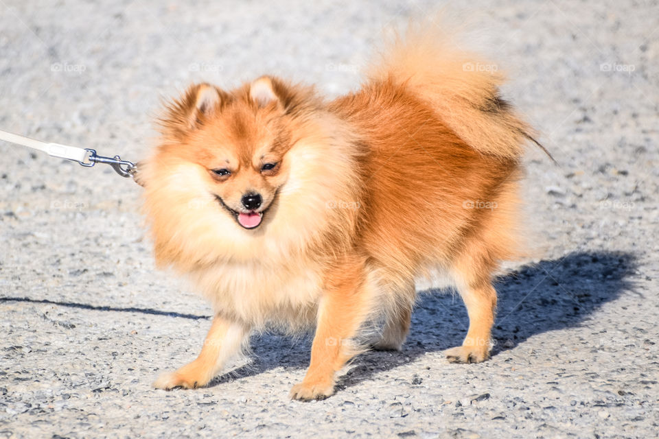 Portrait of a dog