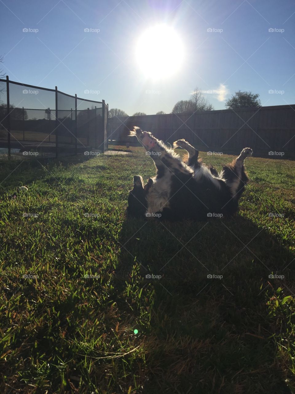 Silly dog playing in the grass